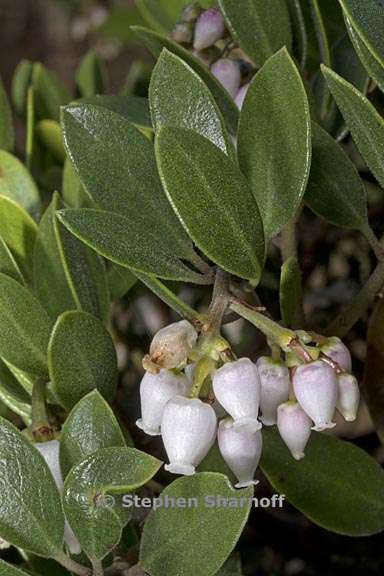 arctostaphylos hookeri ssp franciscana 1 graphic